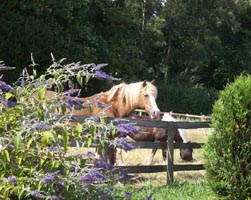 North Farm in Summer