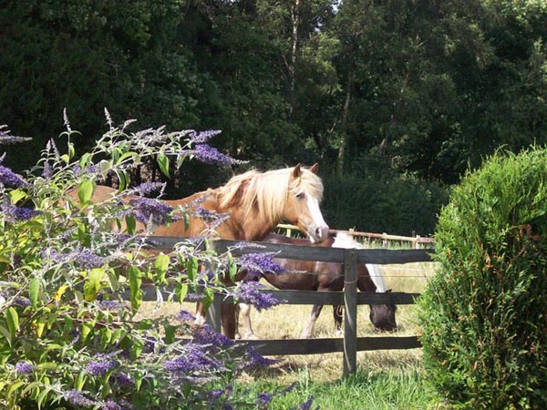 North Farm in Summer